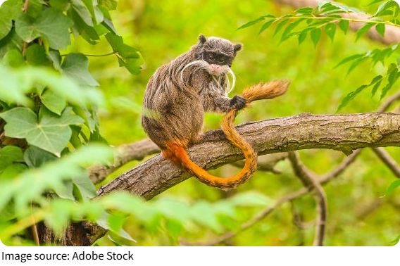 Macaco real da Amazônia