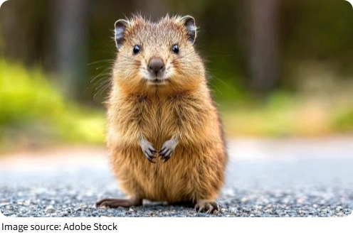Why Quokkas Always Smile