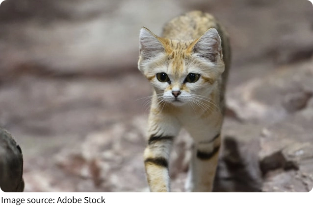 Gato salva dona do diabetes