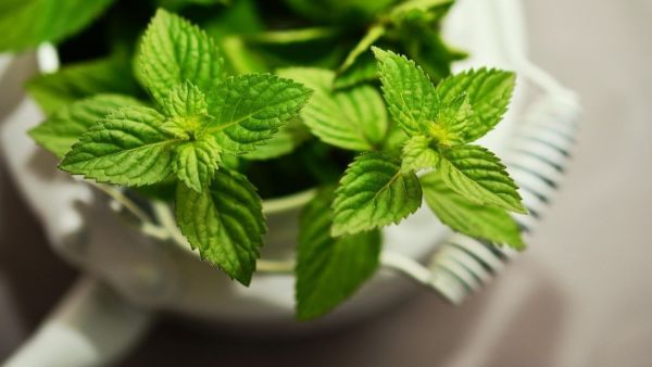 Peppermint, Medicinal Plant Pudina