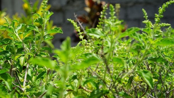 Holy Basil, Tulsi Plant