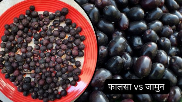 What is the difference between Phalsa and Jamun? Know who has more nutrients