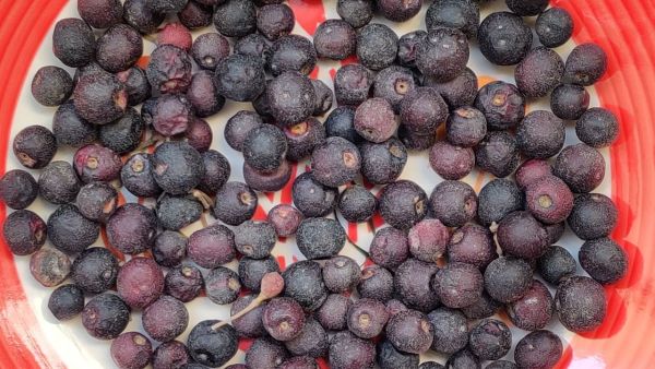 Phalsa Benefits