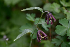 Mystical Black Lily