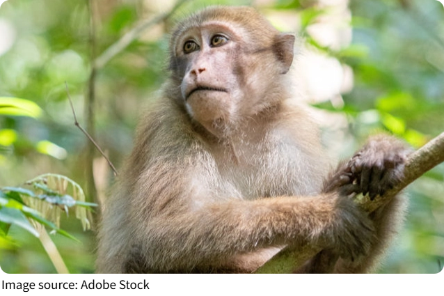 Monkey Food Secrets