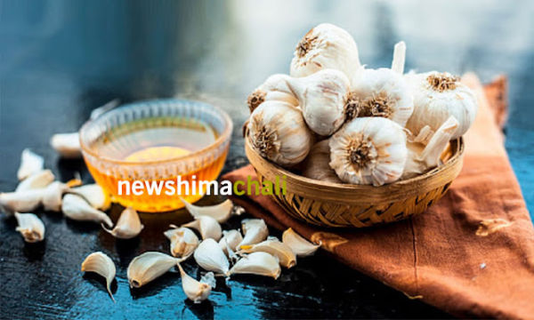 garlic