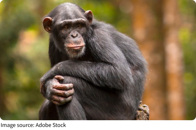 Animal en la Investigación