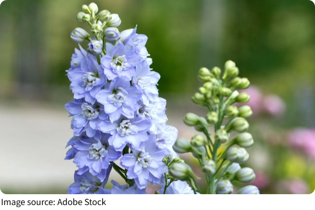 Evrimle Renklenen Dünya