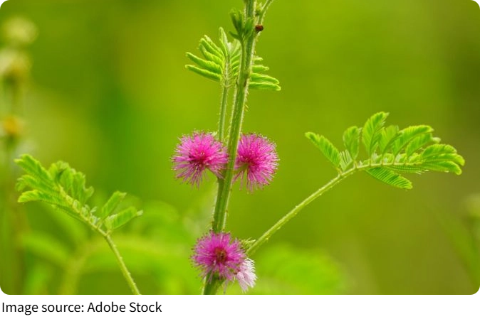 Shy Flower Dance