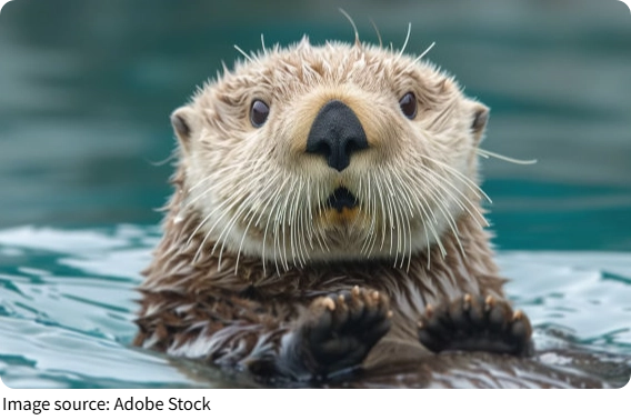 How Sea Otters Master Tools