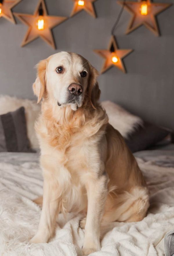 The Color Of Your Dog’s Fur Reveals The Type Of Luck You Attract Brown Or Golden Dog