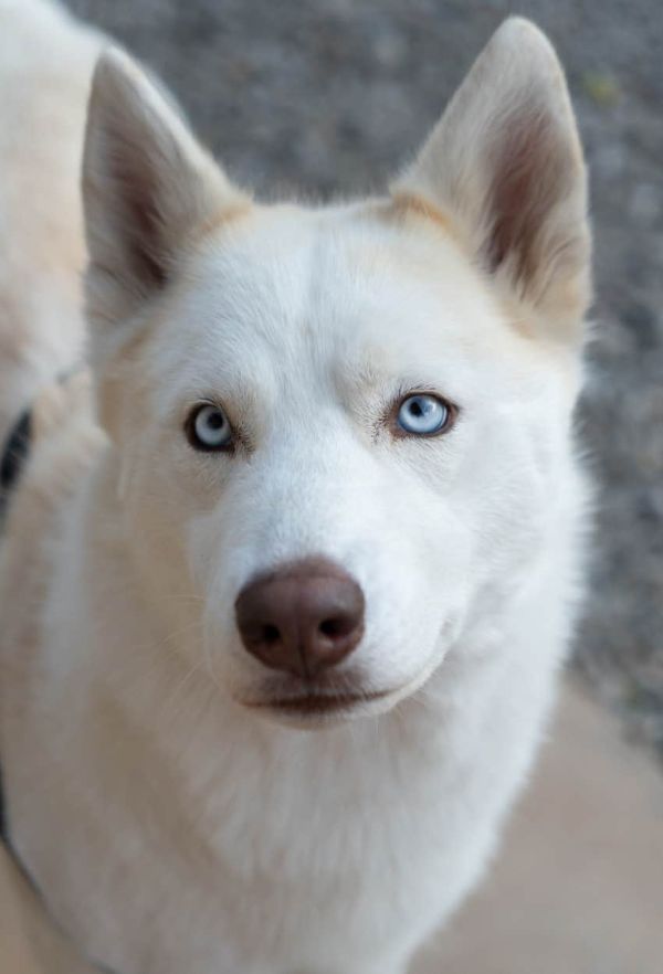 The Color Of Your Dog’s Fur Reveals The Type Of Luck You Attract White Dog