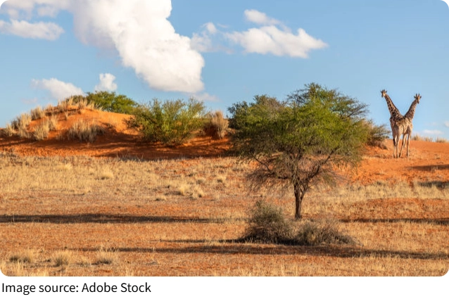 Desert Blooms Unveiled