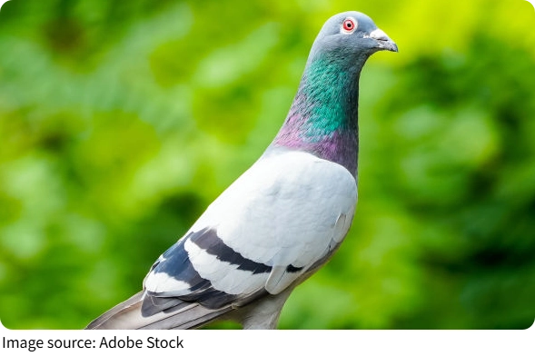 Pigeon Navigation