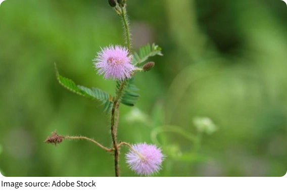 Shy Flower Dance