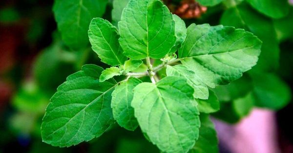 Holy Basil: Benefits for your brain and your body