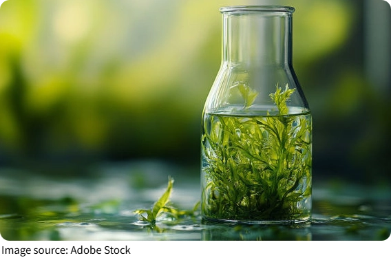 O segredo das algas verdes