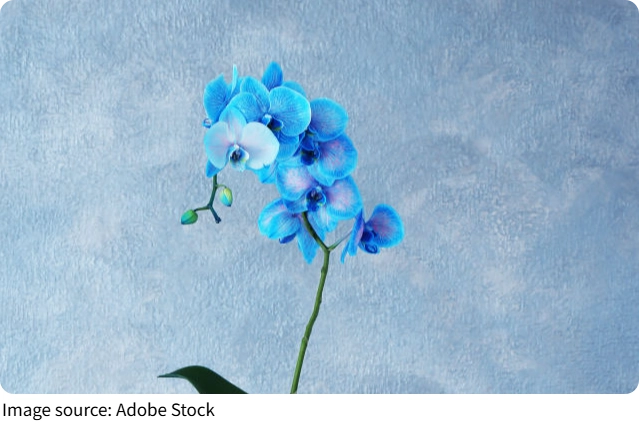 The Rare Blue Orchid