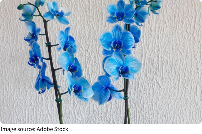 L’orchidée bleue