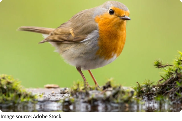 Pisco surpreende no jardim