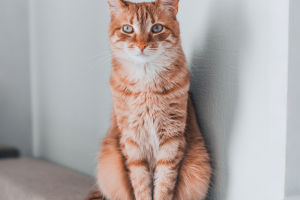 Pets' Emotional Worlds