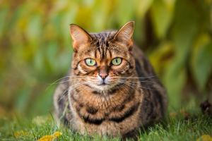 Cat Hunting Instinct