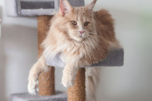 Cat Dual Nature
