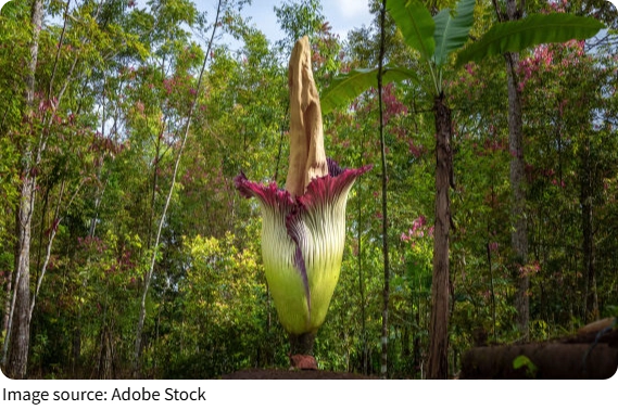 Amorphophallus Titanum