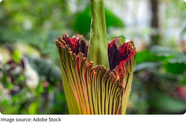 Amorphophallus Titanum
