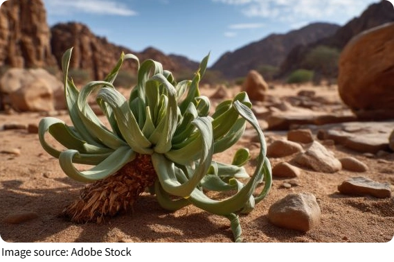 La plante immortelle