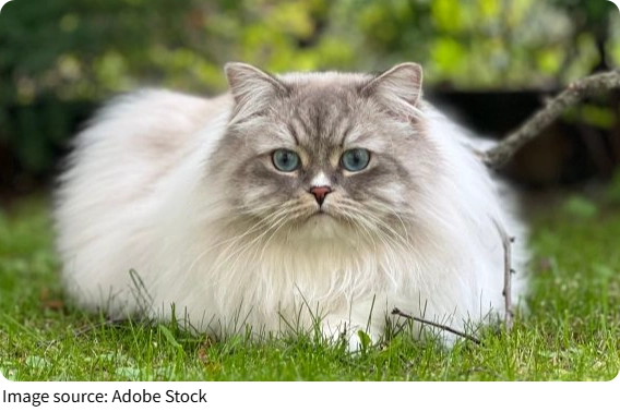 Ragdoll: tökéletes első cica