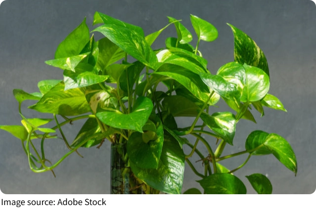Healing Plants