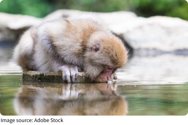 Monkey Food Secrets