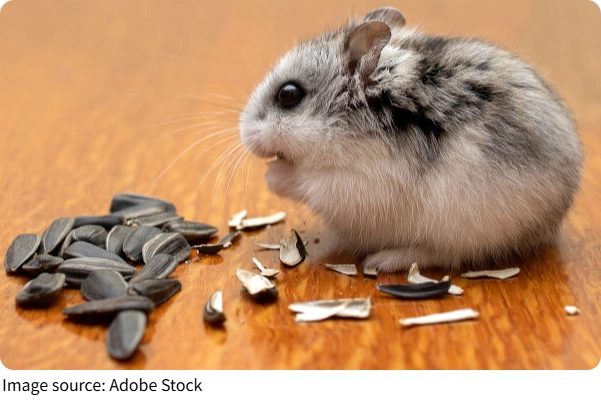 Hamster