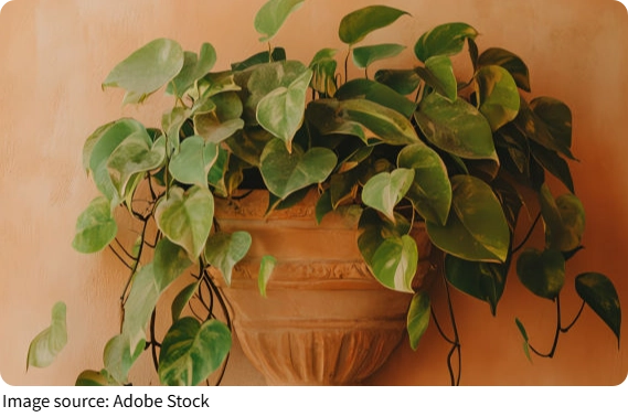 Vertical Vine Magic