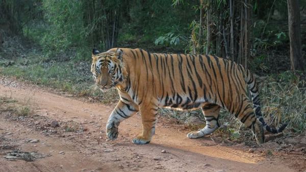 International Tiger Day 2025: Tiger, adventure will be trip