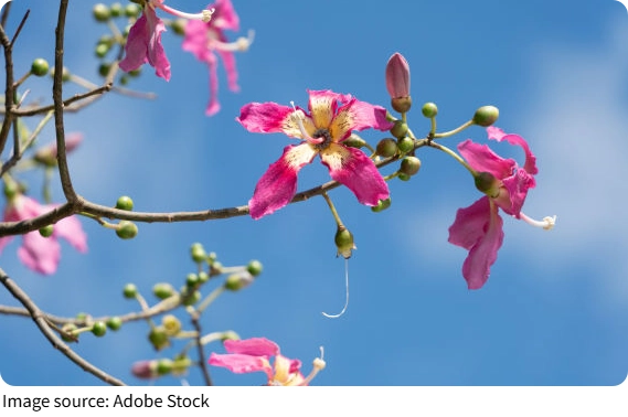 The Dancing Flower