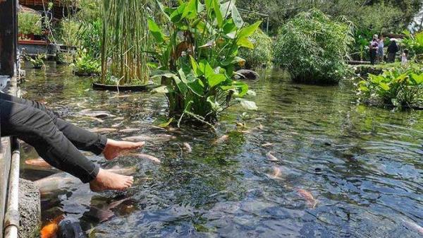 Kolam Ikan di Umbul Tlatar Boyolali