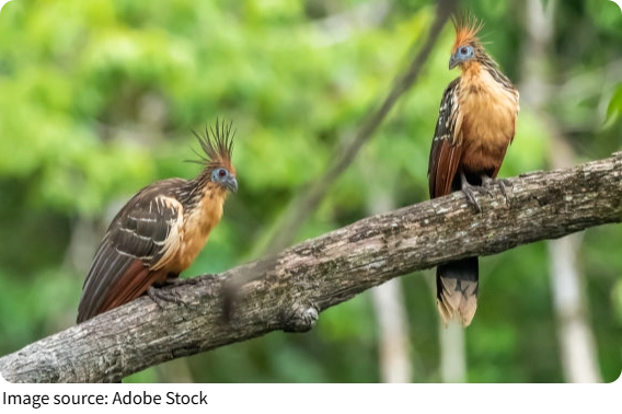 Bí ẩn móng vuốt rừng