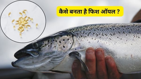 Fish Oil Making: How Fish Oil is made, know 5 tremendous benefits