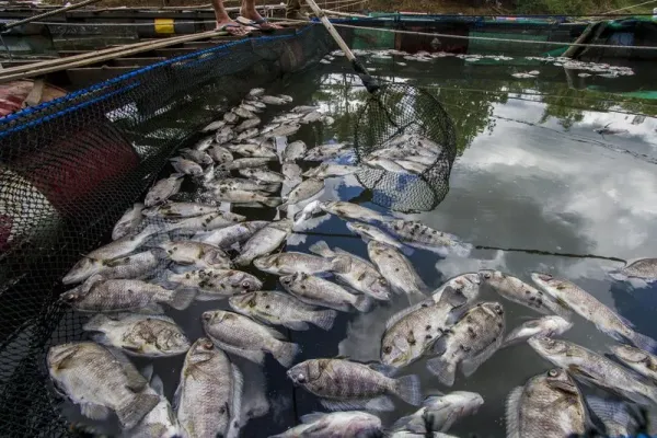 Pembudidaya ikan membersihkan ikan mati dari keramba jaring apung (KJA) di Sungai aliran bendungan Karang Intan, Desa Mali-Mali, Kabupaten Banjar, Kalimantan Selatan, Selasa (6/6/2023). Berdasarkan data Sekretaris desa setempat Fazriannur, sejak tiga hari lalu sebanyak 11 ton lebih ikan dari KJA di wilayah itu mati mendadak dengan total kerugian dari pembudidaya ikan mencapai ratusan juta akibat kondisi air bendungan Karang Intan yang surut karena memasuki musim kemarau. ANTARA FOTO/Bayu Pratama S/hp.