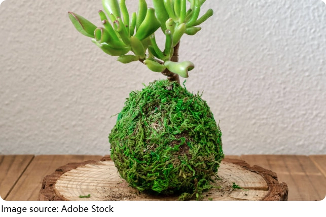 Moss Balls, Big Magic
