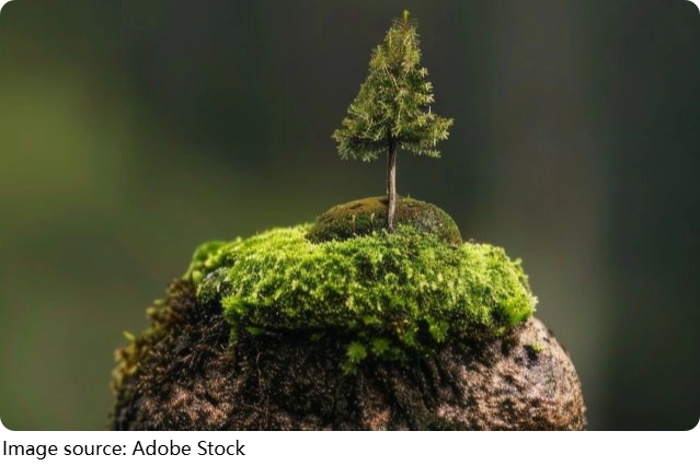 Moss Balls, Big Magic
