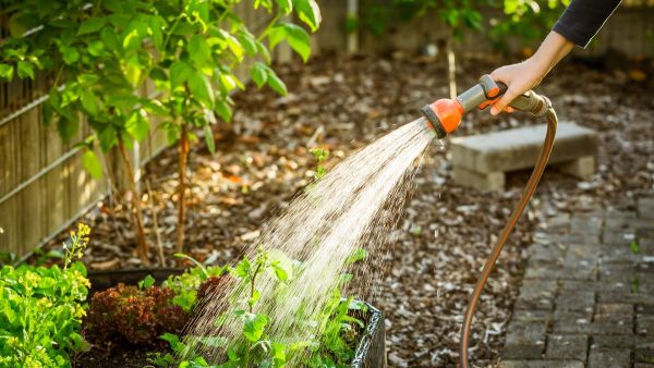 how often should you water plants