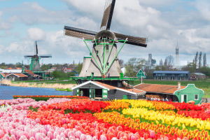 Iconic Dutch Windmills!