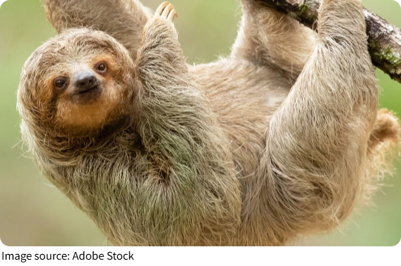 Sloths'  Secrets