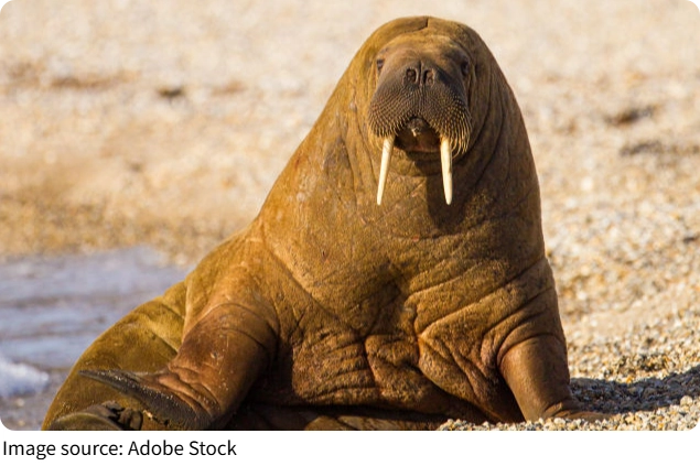 Fakta Menarik Walrus