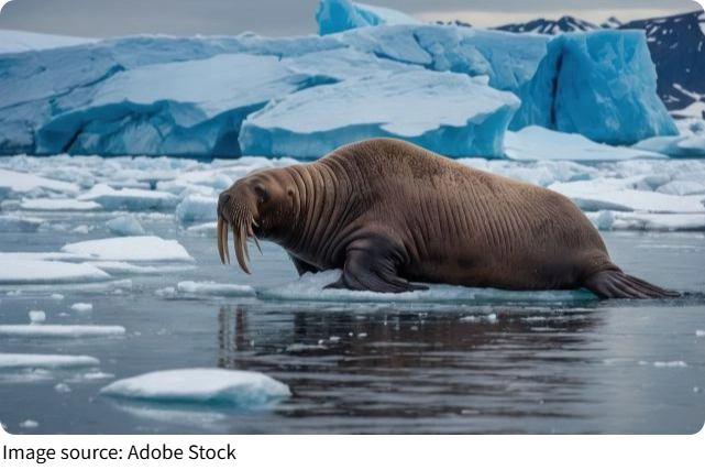 Fakta Menarik Walrus