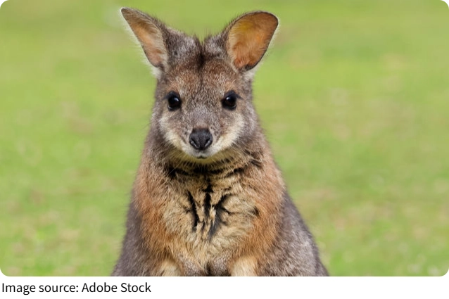Rock Wallaby