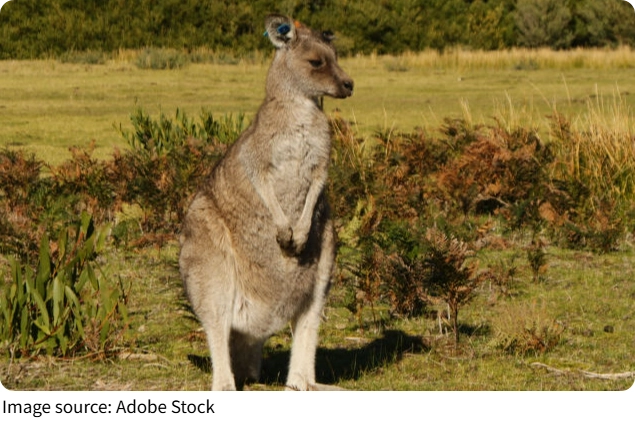 Rock Wallaby